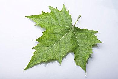 像素风校园模拟经营新作《学园构想家》免费试玩 晒愿望单赢Steam礼品卡